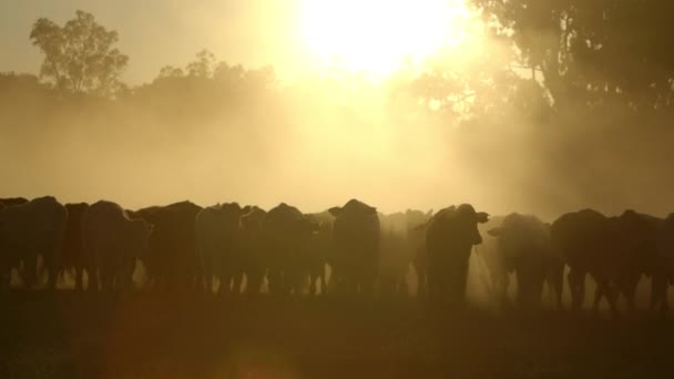 Herd Cows Walking Dusty Dry Field Sunset Australia — Vídeo de Stock