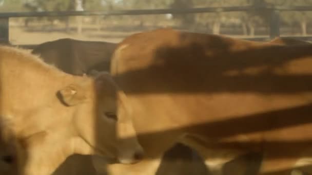 Cows Walking Together Enclosure Farm Land — Stock Video