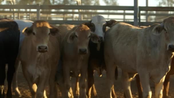 Pan Healthy Cows Enclosure Cattle Sale — Αρχείο Βίντεο