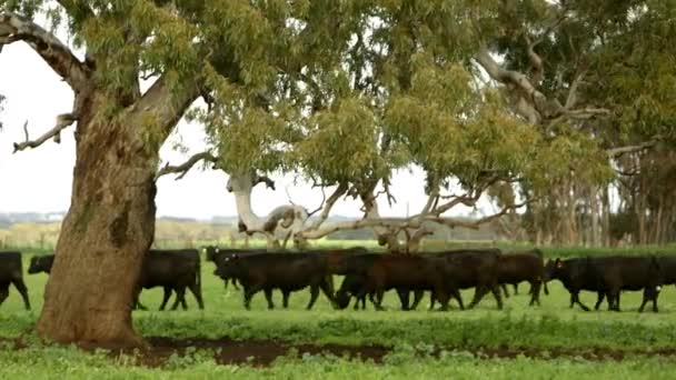 Cows Walking Open Field Countryside Australia — ストック動画