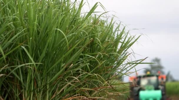 Tractor Driving Field Sugar Cane Surrounding — 图库视频影像