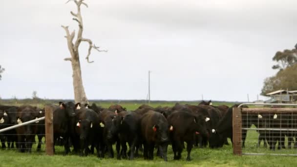 Herd Cows Walking Enter Enclosure Farm Striking Dead Tree Background — ストック動画