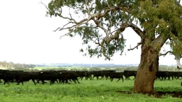 Herd Cows Walking Farm Land Farmer Riding Quad Bike — Stock videók