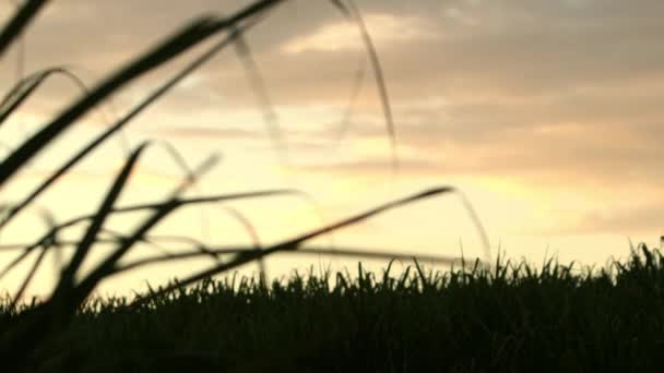 Panning Shot Backlit Sugar Cane Sunset Crop Leaves Foreground — стоковое видео