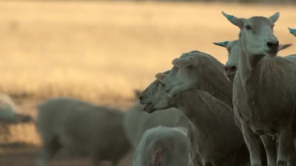 Close Shot Foreground Sheep Field Running Sheep Background — Vídeo de Stock