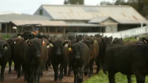 Herd Cows Walking Farmland Old Style Barn Background — Vídeos de Stock