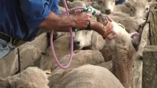 Preventieve Geneeskunde Toegediend Aan Een Menigte Schapen Een Hok Door — Stockvideo