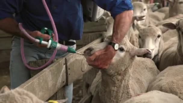 Preventative Medicine Administered Sheep Farmer — Stockvideo