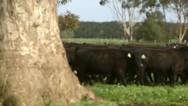 Herd Cows Walking Green Farmland Large Tree Trunk Foreground — Stockvideo