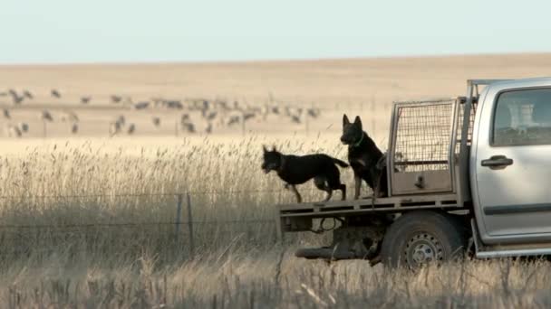Робота Великої Рогатої Худоби Собак Вистрибує Ліжка Вантажівки Фермі — стокове відео