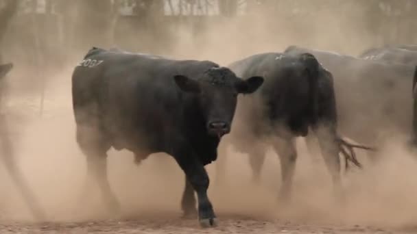 Closeup Shot Walking Black Cow Cattle Sale — Vídeos de Stock