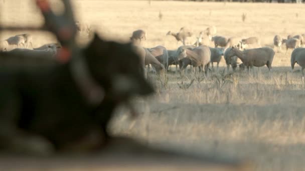 Focus Transition Sheep Field Working Dog Looking Livestock — стоковое видео