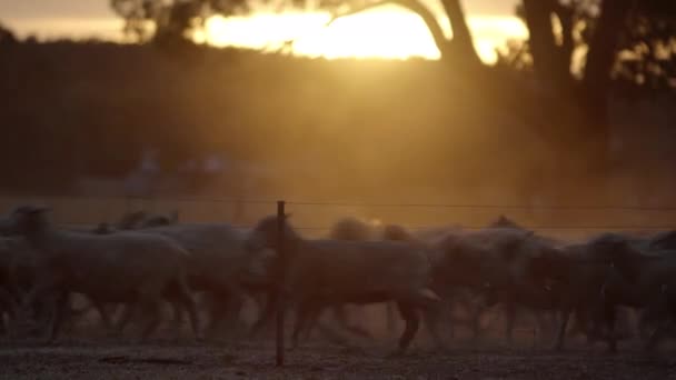 Mob Sheep Running Field Sunset Backlit Trees — 图库视频影像