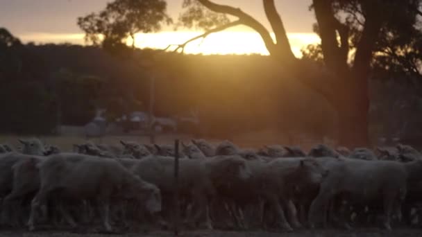 Mob Sheep Walking Field Sunset — Vídeo de Stock