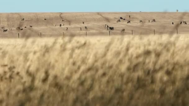 Focus Transition Animals Far Field Foreground Long Grass — Vídeo de Stock