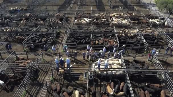 Aerial View Cattle Sale — Video Stock