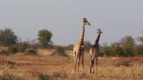 Two Male Giraffes Moving Savannah Greater Kruger National Park South — Stockvideo