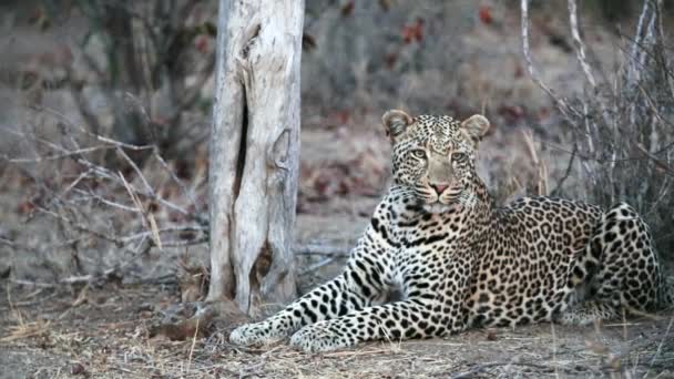 Male Leopard Watching Listening Intently Dusk Greater Kruger National Park — Vídeo de Stock