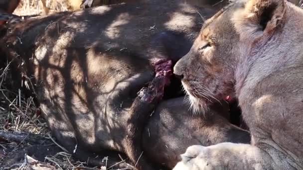 Close Lioness Lying Next Killed Prey Greater Kruger National Park — ストック動画