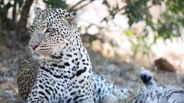 Close Big Male Leopard Lying Looking Greater Kruger National Park — Αρχείο Βίντεο