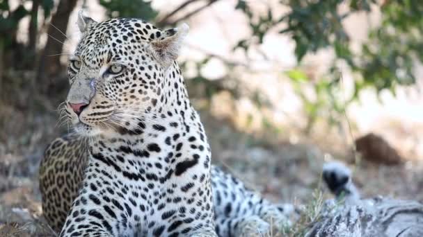 Close Big Male Leopard Lying Looking Greater Kruger National Park — Vídeo de stock