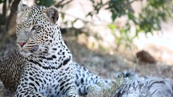 Close Big Male Leopard Lying Looking Greater Kruger National Park — Wideo stockowe