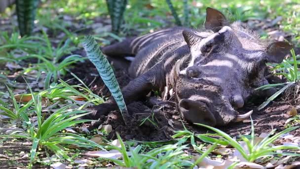 Male Warthog Sleeping Woods Greater Kruger National Park South Africa — Wideo stockowe