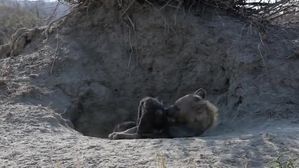 Spotted Hyena Mother Her Cub Playing Entrance Den — Stockvideo