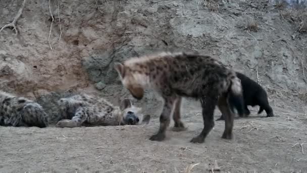 Spotted Hyena Den Site Greater Kruger National Park Africa Hyenas — Vídeos de Stock