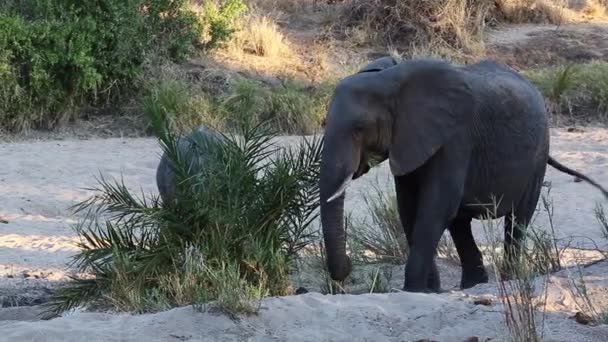 Elephant Eating Lala Palm Tree Leaves Africa — ストック動画