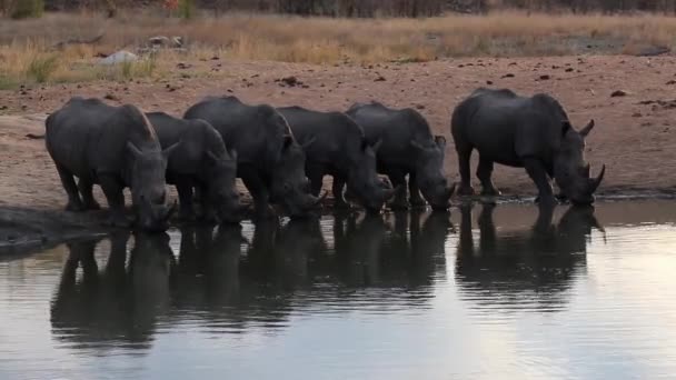 Crash Six White Rhino Row Drinking Simultaneously Watering Hole Africa — Stockvideo