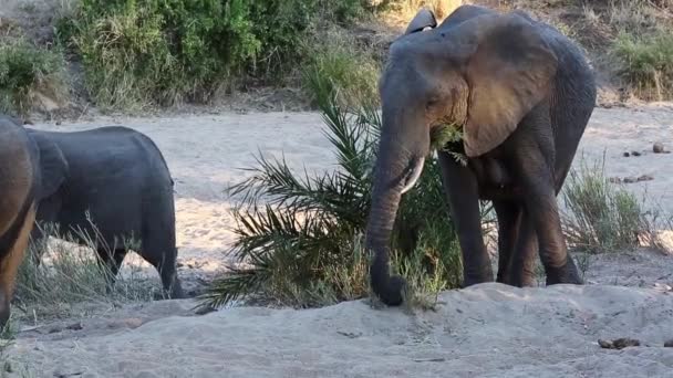 Elephant Eating Lala Palm Tree Leaves Other Elephants Walk Africa — Stok Video