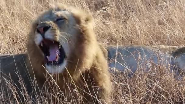 Male Lion Yawns While Lying Yellow Grass Greater Kruger National — стоковое видео