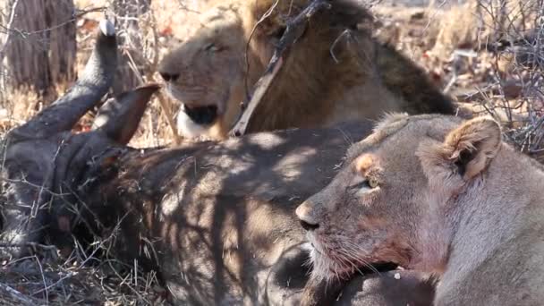 Lioness Male Lion Lying Next Killed Prey Greater Kruger National — Αρχείο Βίντεο