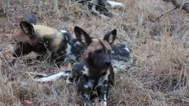 Pair African Wild Dogs Sit Grass — Vídeo de Stock