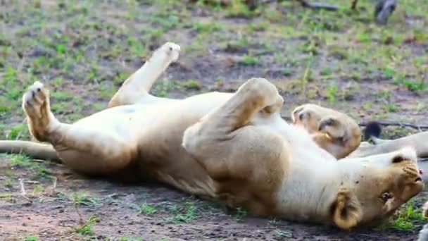 Playful Female Lioness Rolls Interacts Sleepy Male Lion Africa — Vídeo de Stock