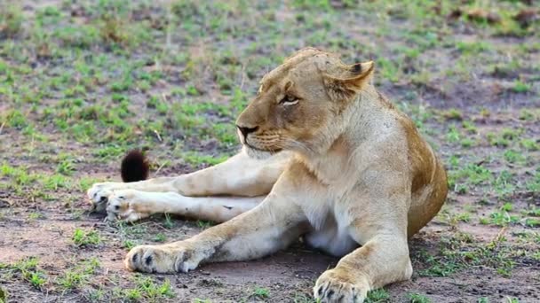 Young Female African Lioness Sitting Grass — Video Stock