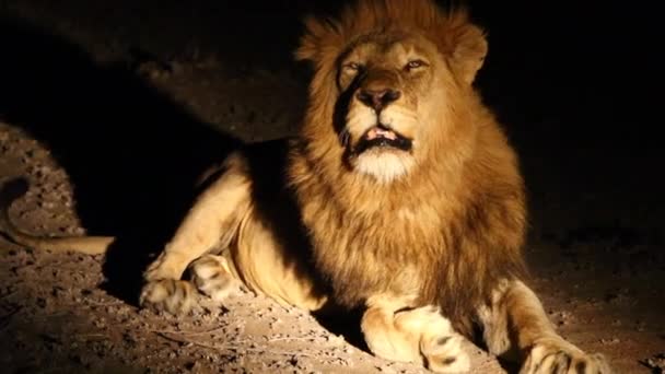 Lion Lit Spotlight Calling Darkness — Vídeo de Stock