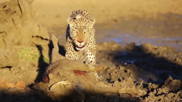 Rare View Male Leopard Moments Killing Large Warthog — Vídeo de Stock