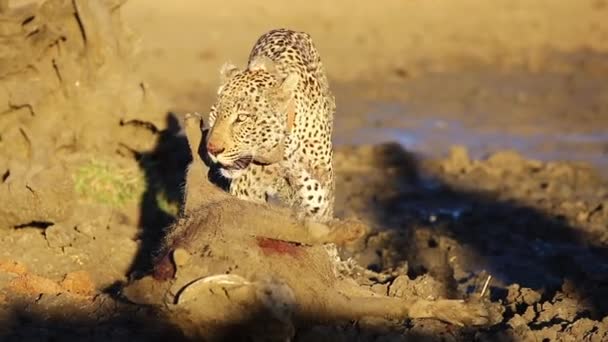 Male Leopard Moments Successful Hunt Warthog — ストック動画