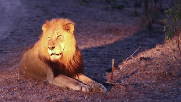 Leão Macho Que Descansa Observa Entorno — Vídeo de Stock