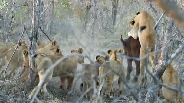 Active Hunt Λέαινα Επιχειρεί Καταστρέψει Νεαρό Cape Buffalo — Αρχείο Βίντεο