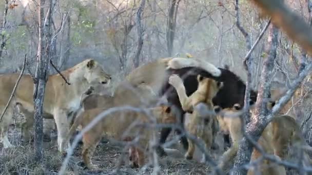 Aktywne Polowanie Lwica Cubs Wiosna Działania Aby Zabić Młodego Cape — Wideo stockowe