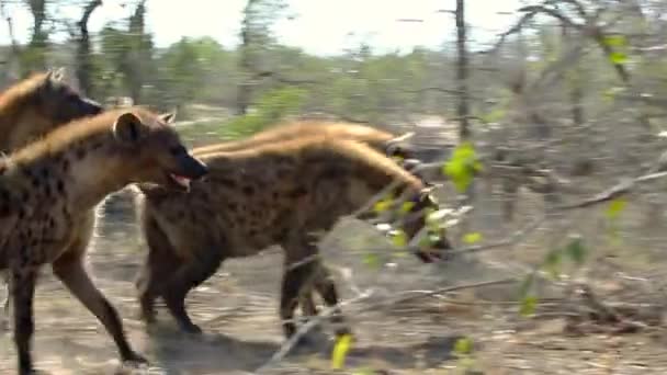 从猎杀现场威胁雄狮中退缩的害怕鬣狗 — 图库视频影像