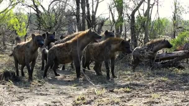 Fearless Pack Hyenas Approach Lion Kill — Vídeos de Stock