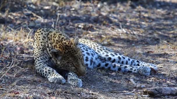 Resting Adult Male Leopard Waking Lifting His Head — Stock Video