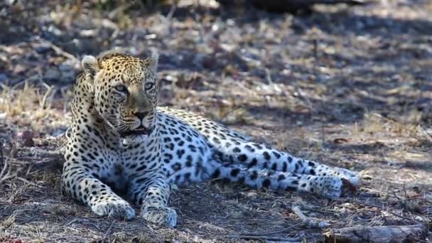 Resting Leopard Growling Approaching Male — Vídeo de Stock