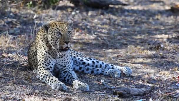 Leopard Growling Rival Male — Vídeo de Stock