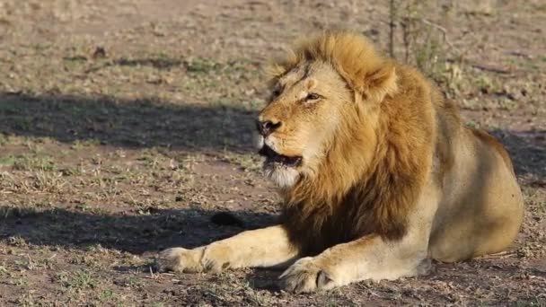 Large Male Lion King Roaring Early Morning Sun — Stock Video