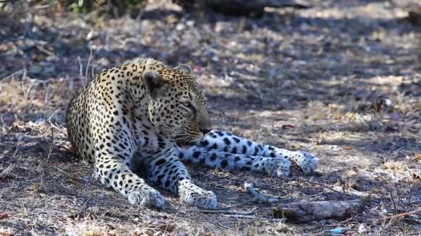 Resting Leopard Suddenly Alert Growling Rival Male — Vídeos de Stock